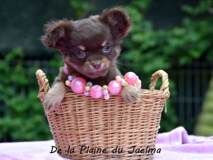 Un chiot femelle Chihuahua LOF chocolat et tan à la vente
