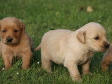 Mise à la réservation de 6 chiots Golden Retrievers LOF