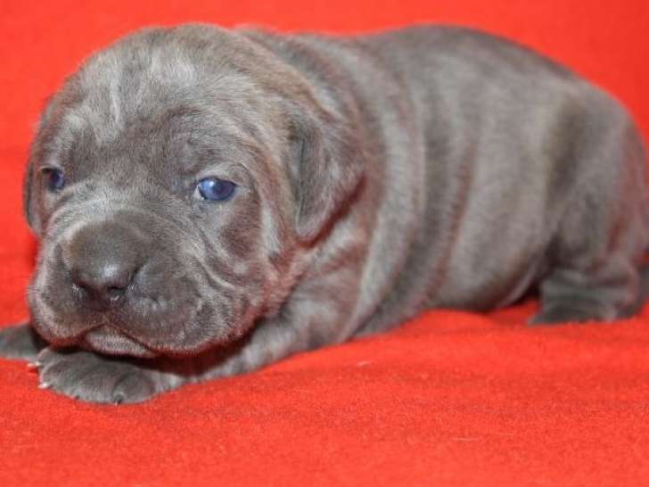 Deux chiots Cane Corso au pelage gris à réserver (LOF)