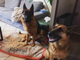 Pako, Berger Allemand à adopter
