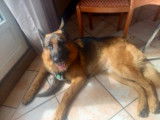 Pako, Berger Allemand à adopter