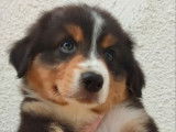 À vendre : un chiot Berger Australien LOF tricolore