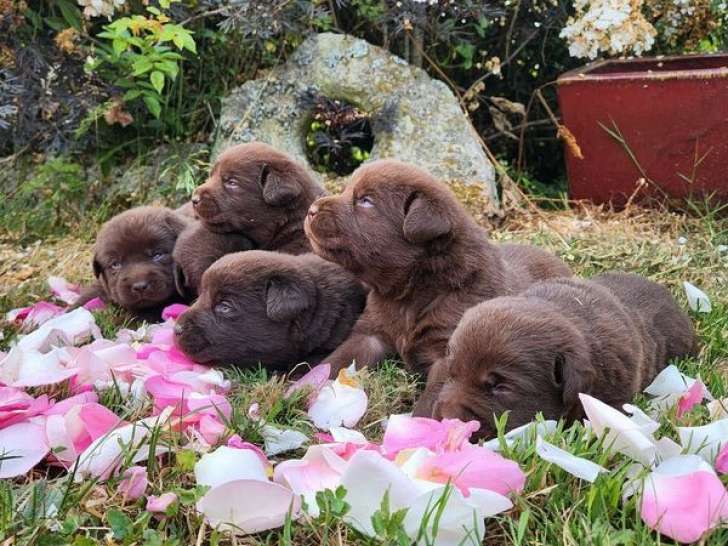 8 chiots Labradors chocolat disponibles (LOF)