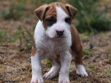 5 chiots mâles Amstaffs LOF à la réservation