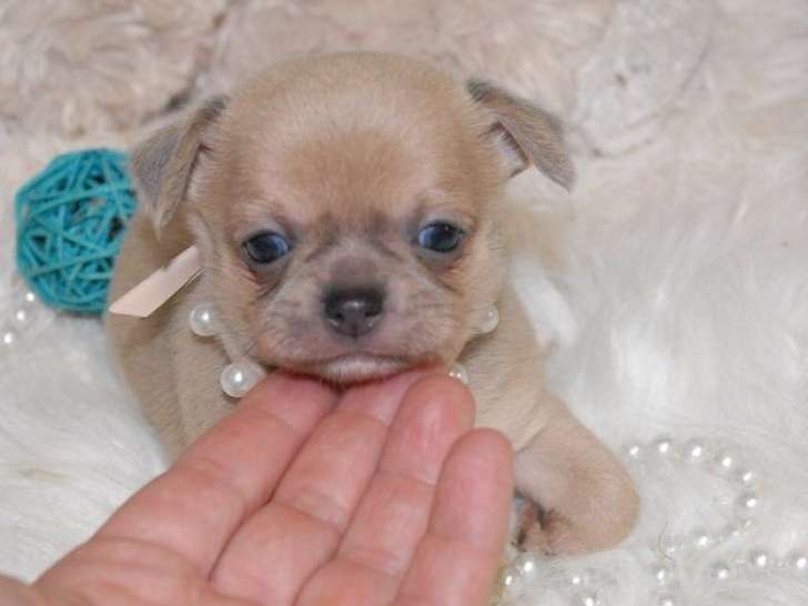 À réserver : 5 chiots Chihuahuas à poil court LOF