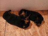 Mise à la réservation de 5 chiots Rottweilers LOF