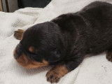 Mise à la réservation de 5 chiots Rottweilers LOF