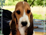 5 chiots Bassets Artésiens LOF, d’avril 2023, à vendre
