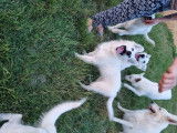 Chiots Berger Blanc Suisse à vendre
