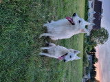 Chiots Berger Blanc Suisse à vendre