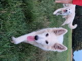 Chiots Berger Blanc Suisse à vendre