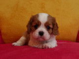 5 chiots Cavaliers King Charles LOF, à réserver