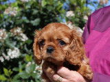 5 chiots Cavaliers King Charles LOF, à réserver