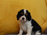5 chiots Cavaliers King Charles LOF, à réserver
