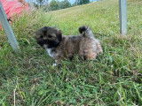 Deux chiots Lhassa Apso LOF, &agrave; vendre