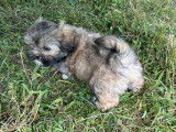 Deux chiots Lhassa Apso LOF, &agrave; vendre