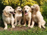 4 chiots Golden Retrievers LOF à vendre