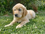 4 chiots Golden Retrievers LOF à vendre