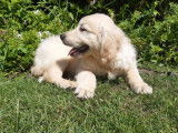 4 chiots Golden Retrievers LOF à vendre