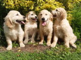 4 chiots Golden Retrievers LOF à vendre