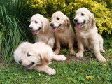 4 chiots Golden Retrievers LOF à vendre