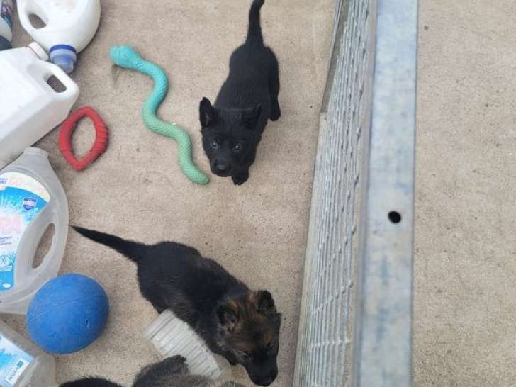 À réserver : 6 chiots Bergers Allemands LOF, du mai 2023