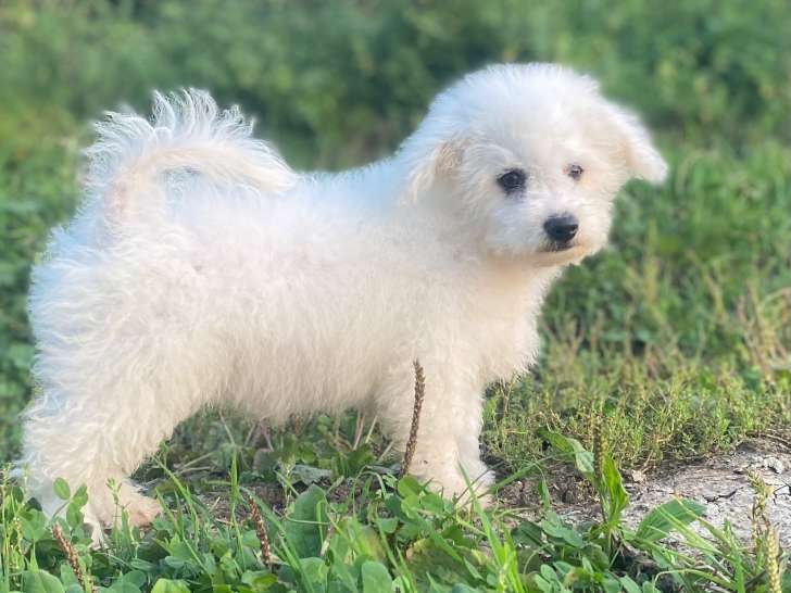 Chiots de type Bichon Frisé à vendre (2 femelles)