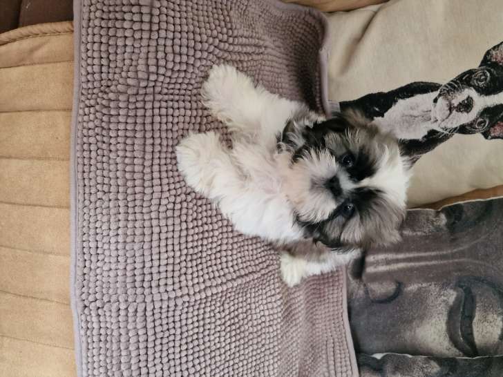 Adorables Shih Tzu à vendre