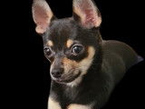 Chiuahua non LOF disponible pour saillie