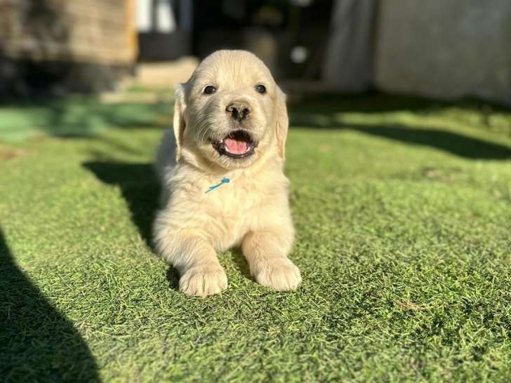 Chiots Golden Retriever LOF