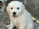 Chiots Golden Retriever LOF