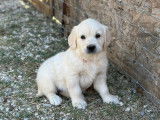 Chiots Golden Retriever LOF