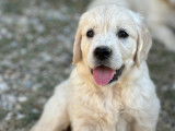 Chiots Golden Retriever LOF