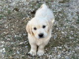 Chiots Golden Retriever LOF