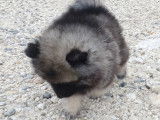Chiot de type Keeshond m&acirc;le &agrave; vendre