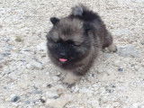 Chiot de type Keeshond m&acirc;le &agrave; vendre