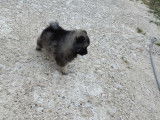 Chiot de type Keeshond m&acirc;le &agrave; vendre