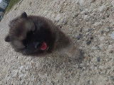 Chiot de type Keeshond m&acirc;le &agrave; vendre