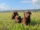 Chiots Labrador LOF &agrave; vendre