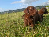 Chiots Labrador LOF &agrave; vendre