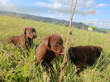 Chiots Labrador LOF &agrave; vendre