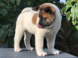 Chiots Akita Américain disponible à la réservation