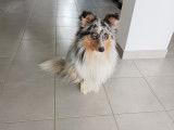 Saphir, mâle Berger des Shetland disponible pour saillie