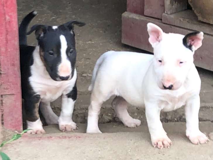 Chiots Bull Terrier standard LOF à vendre