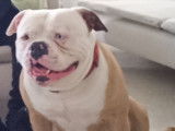 Mâle American Bully disponible pour saillie