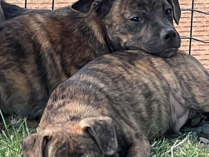 Chiots Bouledogues Français croisés Shetland à vendre