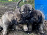 Magnifiques chiots Berger d’Anatolie à vendre