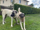 Magnifiques chiots Berger d’Anatolie à vendre