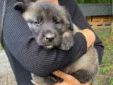 Magnifiques chiots Berger d’Anatolie à vendre