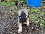Magnifiques chiots Berger d’Anatolie à vendre